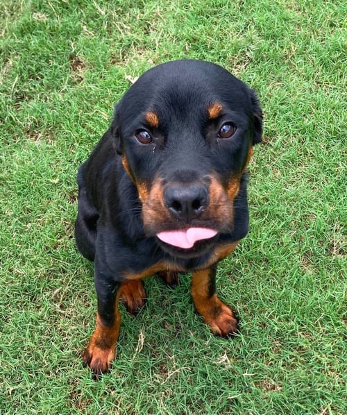 ELLIE - Rottweiler available for adoption