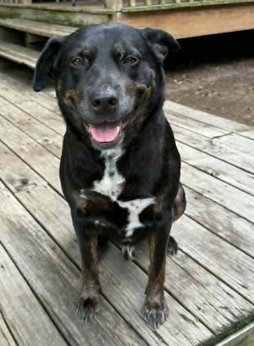 BO - Rottweiler available for adoption