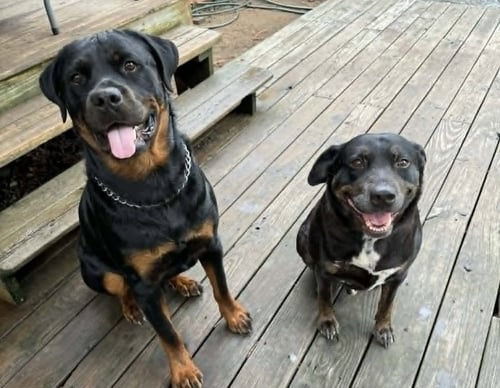 BO - Rottweiler available for adoption