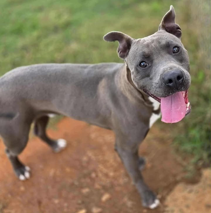 ODYSSEUS - Pit Bull Terrier available for adoption