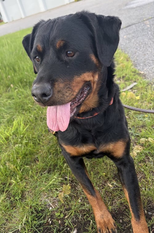 SHEBA - Rottweiler for adoption in Concord