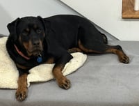 Sheba - Photo 2