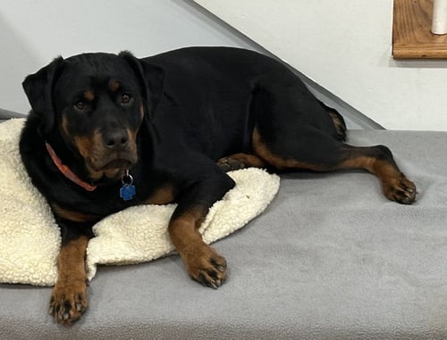SHEBA - Rottweiler available for adoption