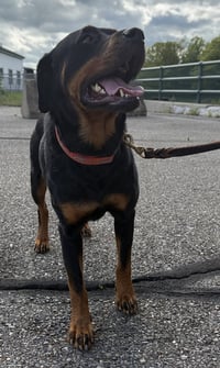 Sheba - Photo 4