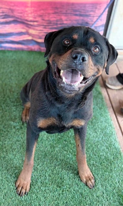 PEYTON - FOSTER NEEDED - Rottweiler available for adoption