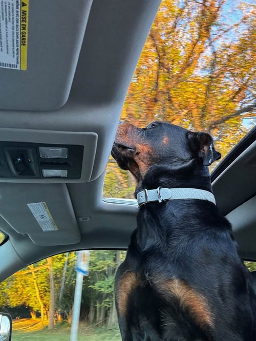 PEYTON - Rottweiler available for adoption