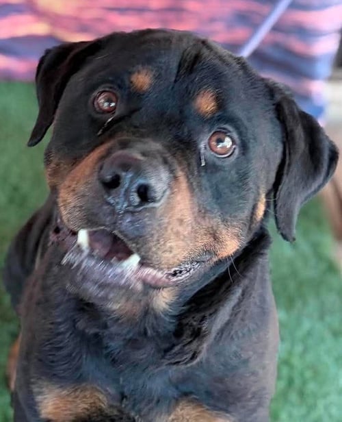 PEYTON - FOSTER NEEDED - Rottweiler available for adoption