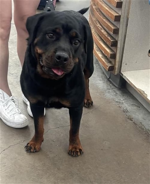 LUNA BEAR - Rottweiler for adoption in Concord