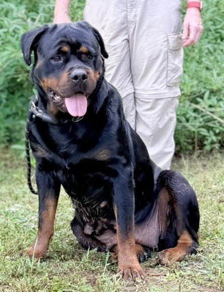 EVA - Rottweiler available for adoption