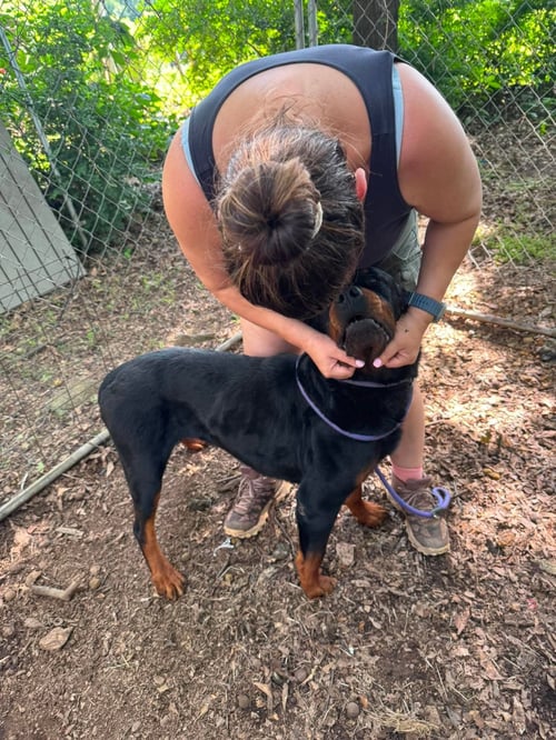 GEMINI - Rottweiler available for adoption