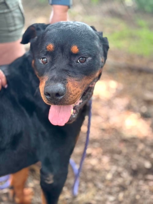GEMINI - Rottweiler available for adoption