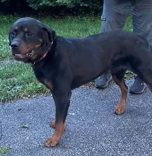 GEMINI - Rottweiler available for adoption