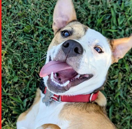 NELLIE - Labrador Retriever for adoption in Concord