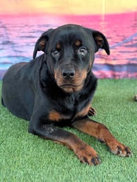 Delilah - Photo 2