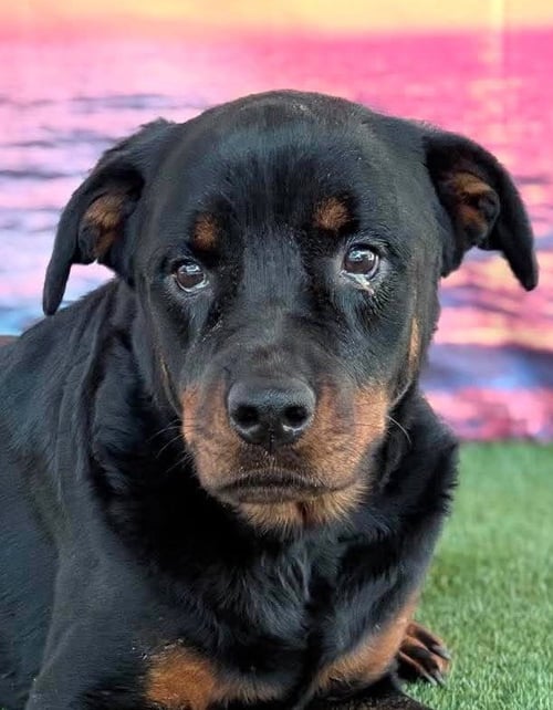 DELILAH - Rottweiler for adoption in Concord