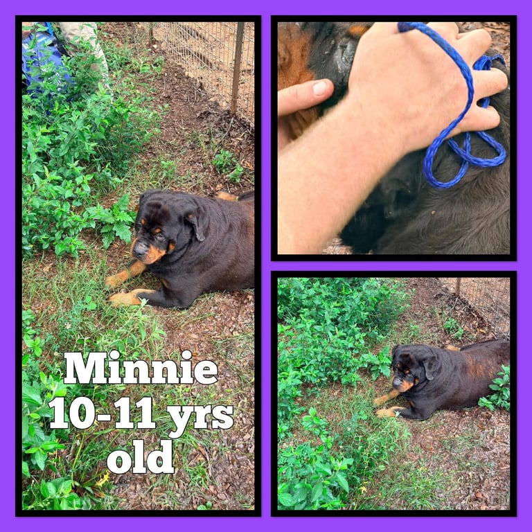 Minnie Image