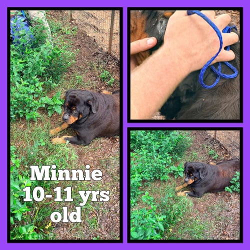 MINNIE - Rottweiler available for adoption