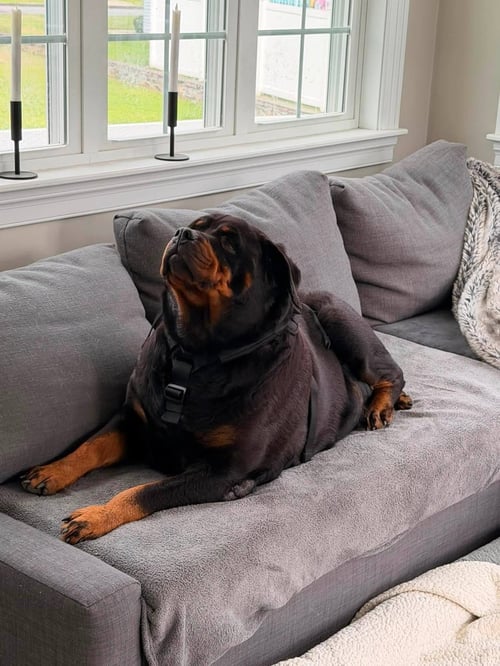 MINNIE - Rottweiler available for adoption