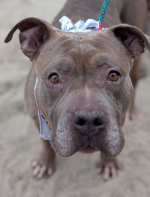 EVA - Pit Bull Terrier available for adoption