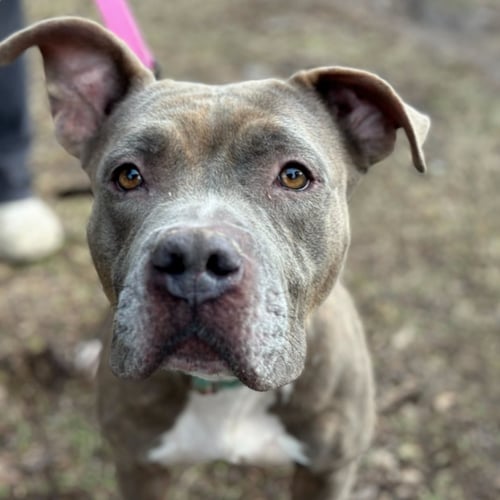EVA - Pit Bull Terrier available for adoption