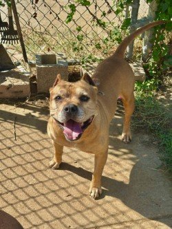 DUDLEY - Pit Bull Terrier available for adoption