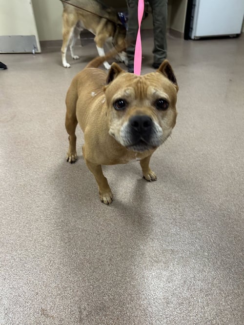 DUDLEY - Pit Bull Terrier available for adoption