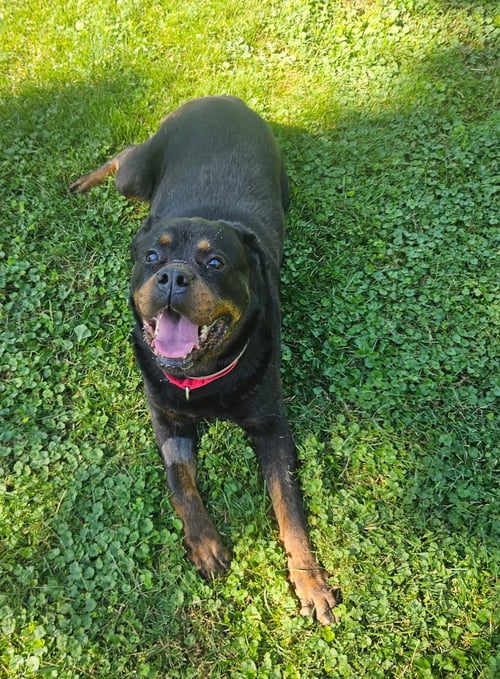 COCO - Rottweiler available for adoption