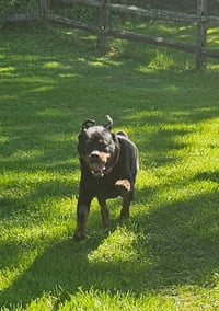 Coco - Photo 3
