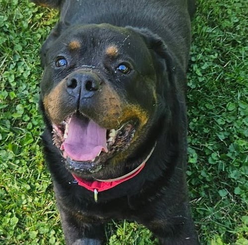 COCO - Rottweiler available for adoption