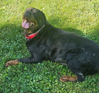 Coco - Photo 4