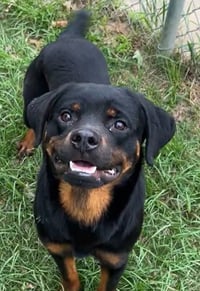 Tyrone - Photo 1
