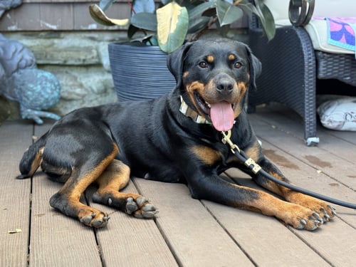MILADY - Rottweiler available for adoption