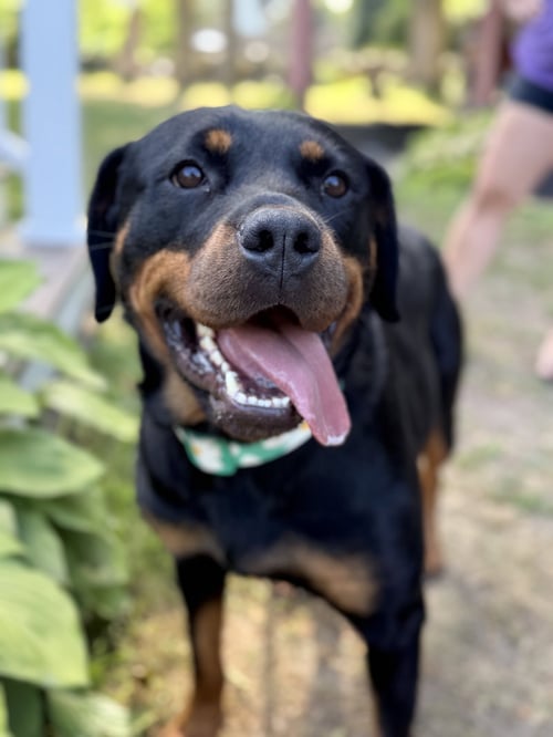 MILADY - Rottweiler available for adoption
