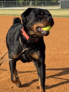 DAISY DUKE - Rottweiler available for adoption