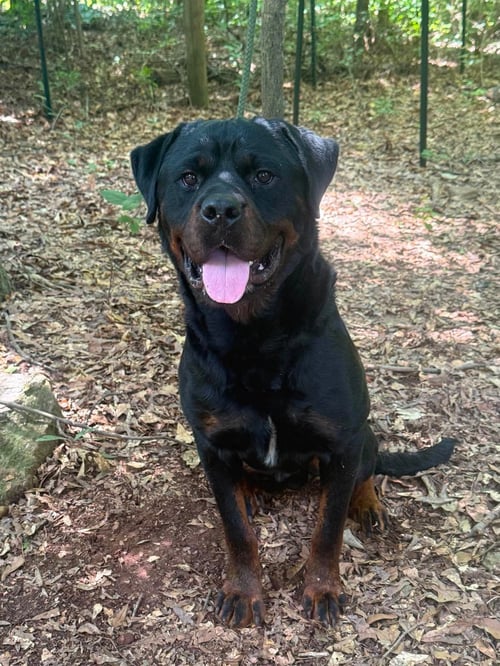 JACKSON - Rottweiler available for adoption
