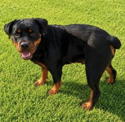 DIAMOND - Rottweiler available for adoption