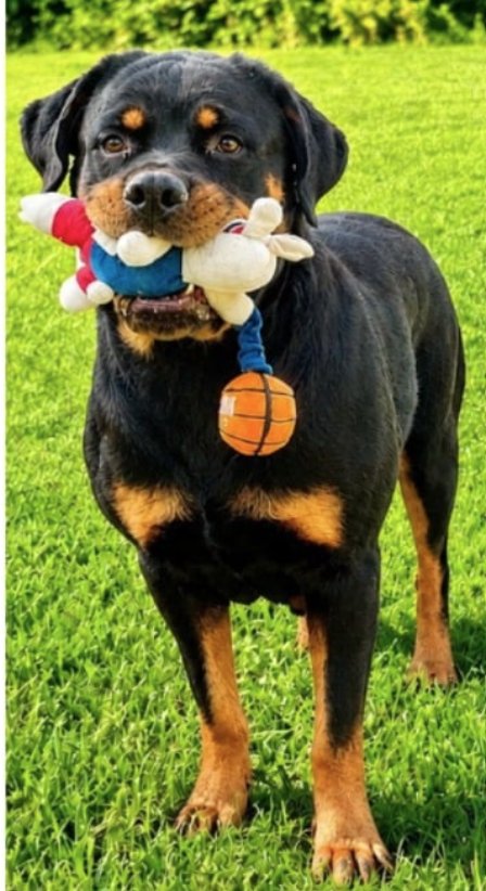 DIAMOND - Rottweiler available for adoption