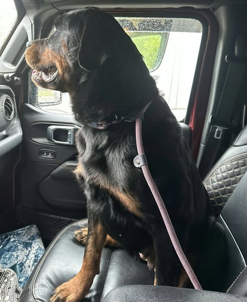 DIAMOND - Rottweiler available for adoption