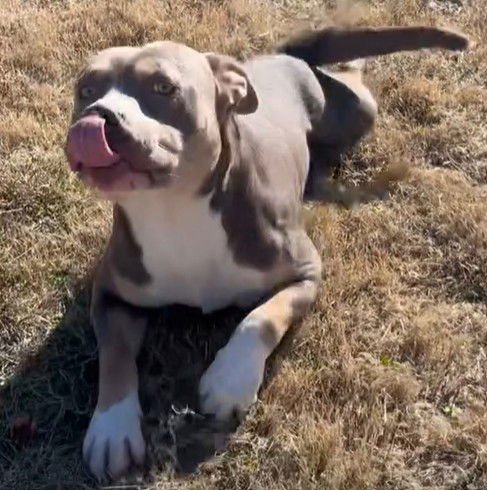 ROCCO - Pit Bull Terrier available for adoption