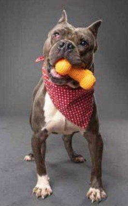 MAX - Pit Bull Terrier available for adoption