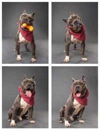 Max - Photo 4