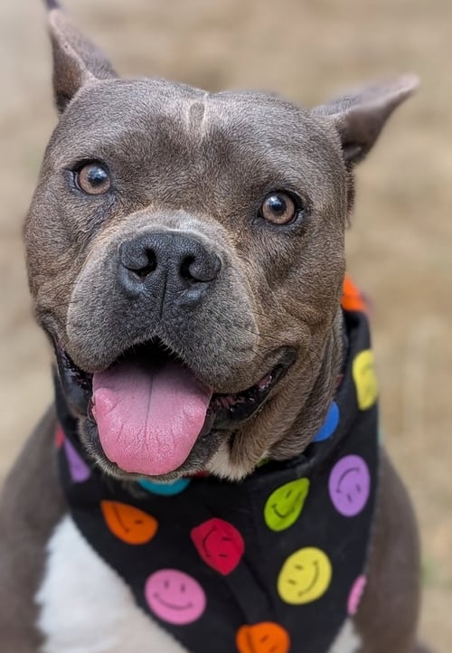 MAX - Pit Bull Terrier available for adoption
