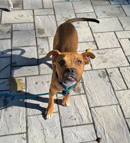 RIGGS - Boxer available for adoption