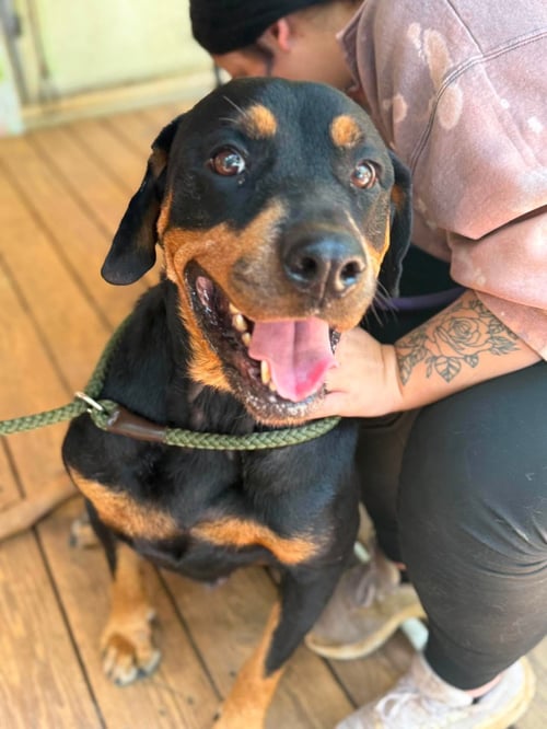 SADIE - Rottweiler for adoption in Concord
