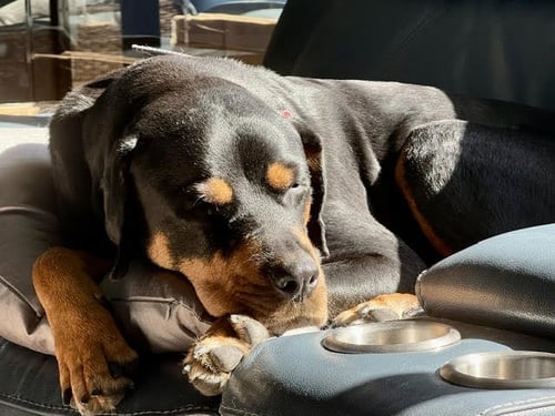 SADIE - Rottweiler available for adoption