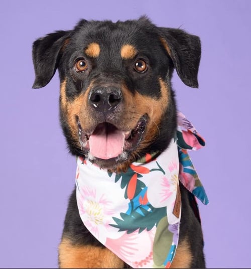 RUTHIE - Rottweiler available for adoption