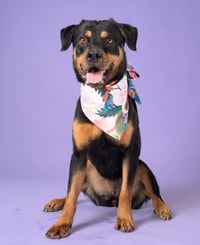 Ruthie - Photo 4