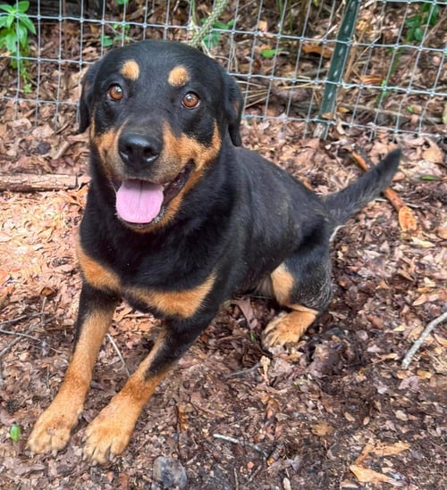 RUTHIE - Rottweiler available for adoption
