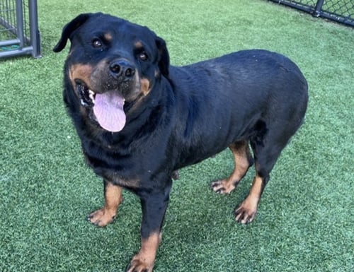 KENEDI - Rottweiler available for adoption