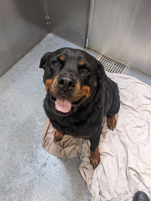 KENEDI - Rottweiler available for adoption